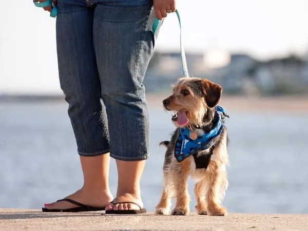 Pet-friendly travel in Osoyoos